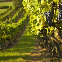 Mit Ferrari zum Weingut