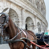 My Rome - Botticella romana