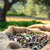 Romamirabilia Olivenernte