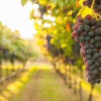 Mit Ferrari zum Weingut