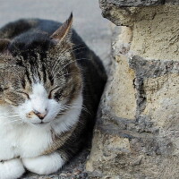 Curious stories and places - A cat in Rome