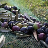 Romamirabilia Olivenernte