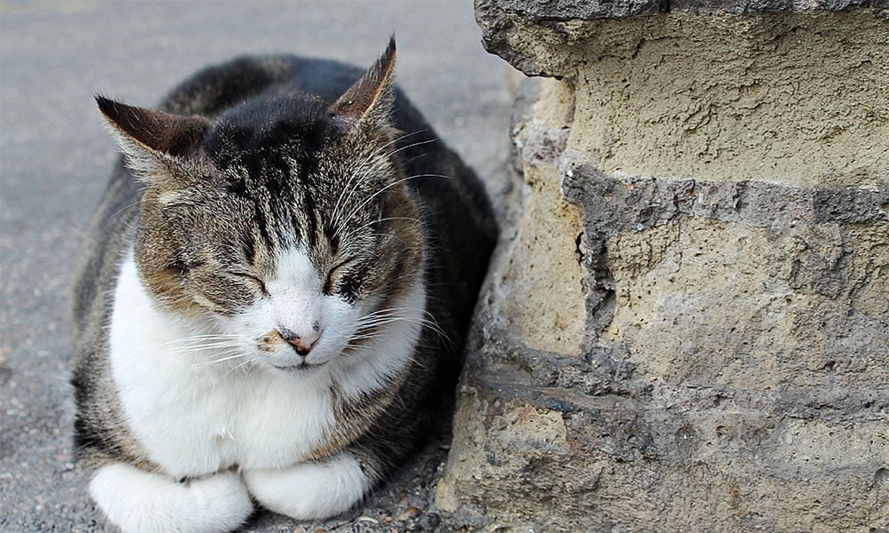 Kuriose Geschichten und Plätze - Eine Katze in Rom