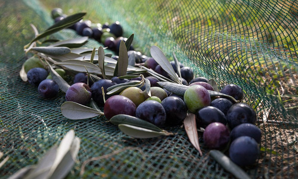 Romamirabilia Olivenernte